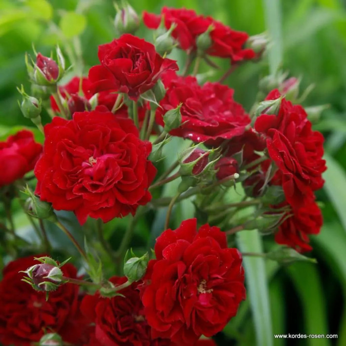 CRIMSON SILHOUETTE®
